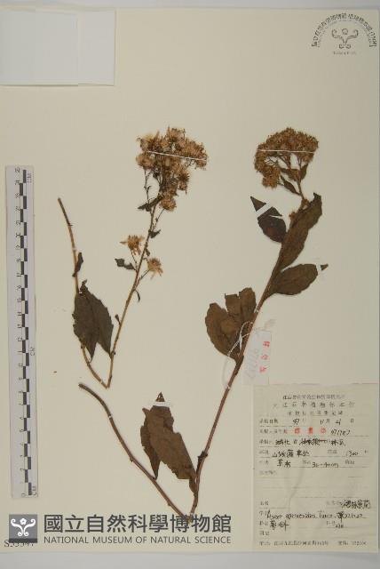 山白蘭藏品圖，第1張