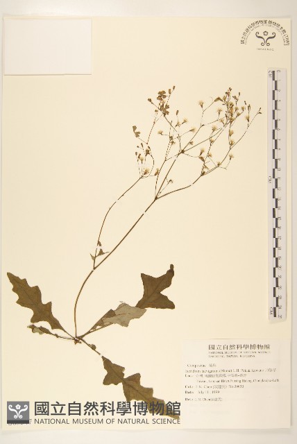 刀傷草藏品圖，第1張