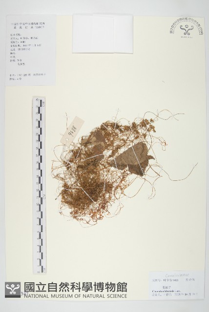 中國菟絲子藏品圖，第1張