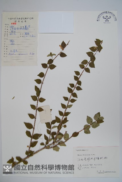 臺灣糯米條藏品圖，第1張