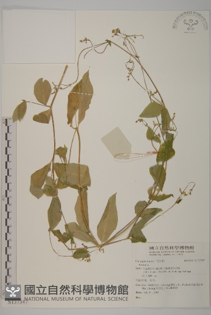 登錄號:S137347藏品圖，第1張