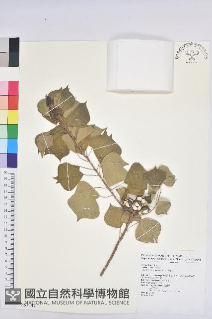 烏臼藏品圖，第1張