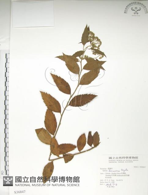 臺灣繡線菊藏品圖，第1張