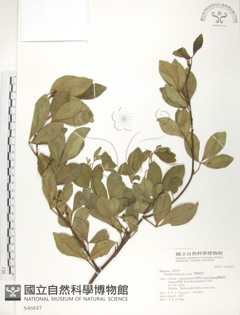 飛龍掌血藏品圖，第1張