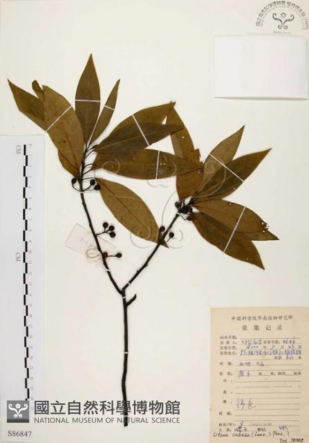 山胡椒藏品圖，第1張