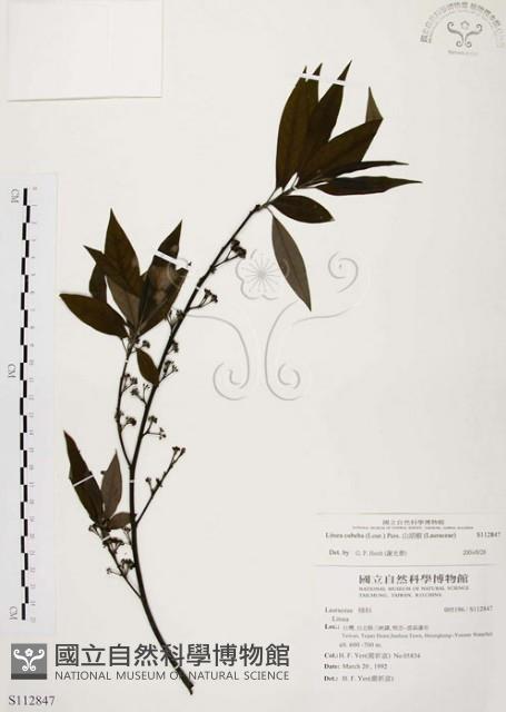 山胡椒藏品圖，第1張