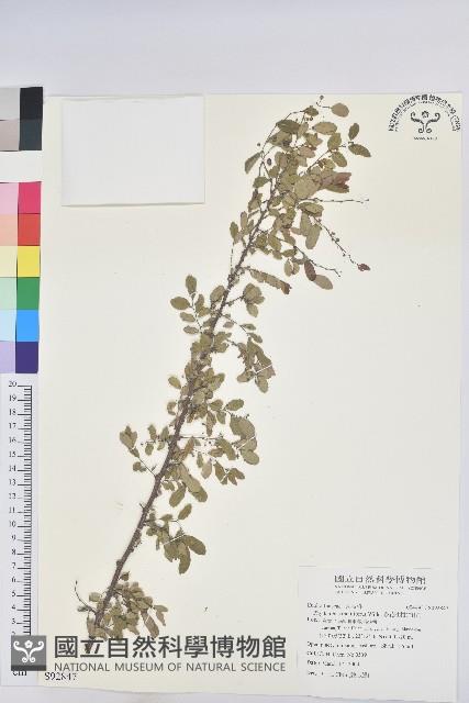 多花油柑、白仔藏品圖，第1張