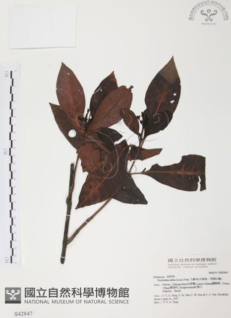 琉球九節木藏品圖，第1張