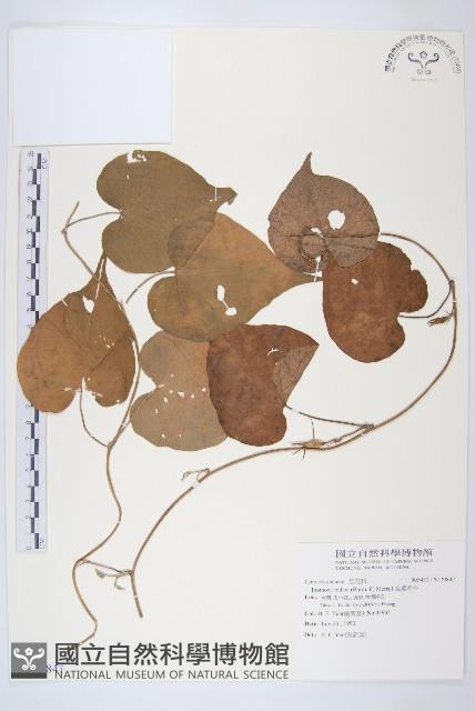 銳葉牽牛藏品圖，第1張