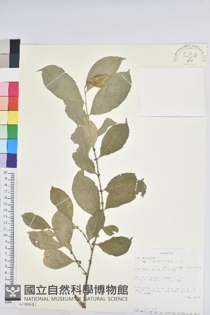 登錄號:S100847藏品圖，第1張