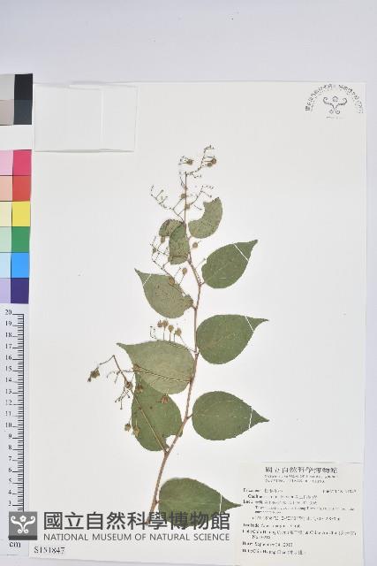 高山白珠樹藏品圖，第1張