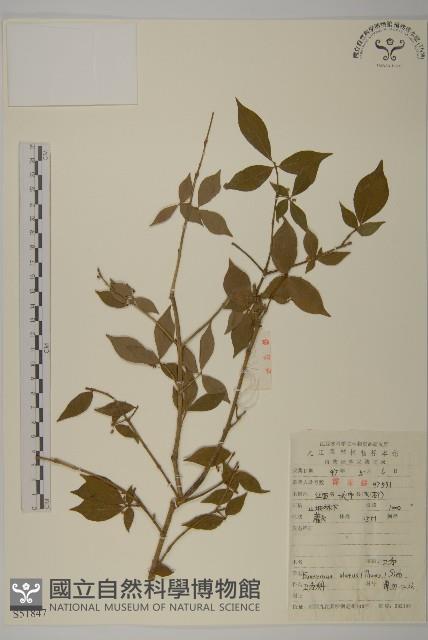 衛矛藏品圖，第1張