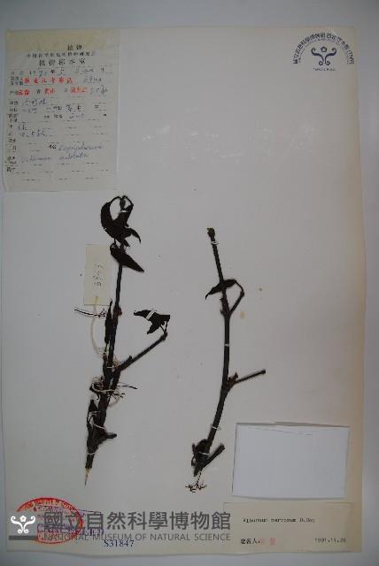 大花莢迷藏品圖，第1張