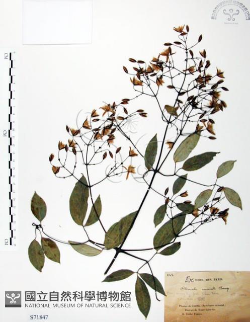 柱果鐵線蓮藏品圖，第1張