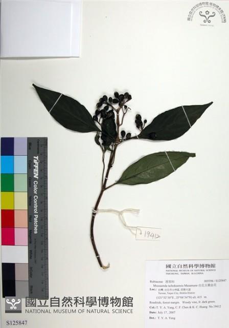 台北玉葉金花藏品圖，第1張