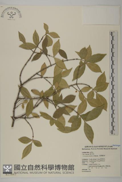 菱葉衛矛藏品圖，第1張