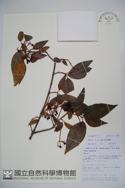藍黑果莢迷藏品圖，第1張