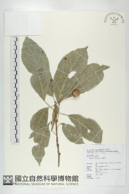 猴歡喜藏品圖，第1張