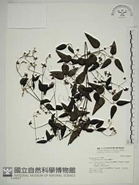 威靈仙藏品圖，第1張