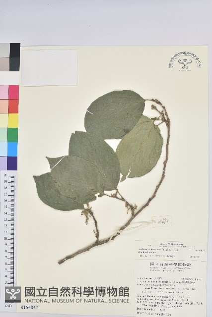 紅頭五月茶藏品圖，第1張