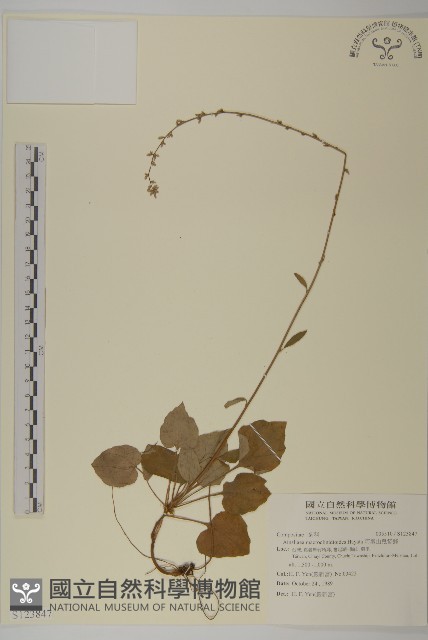 阿里山鬼督郵藏品圖，第1張