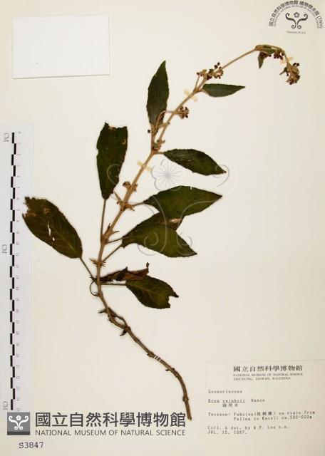 旋莢木藏品圖，第1張