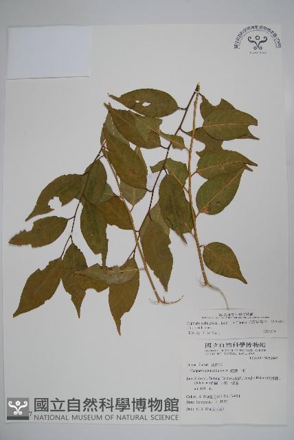 毛瓣蝴蝶木藏品圖，第1張