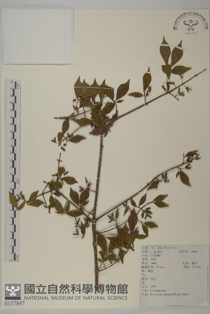 衛矛藏品圖，第1張