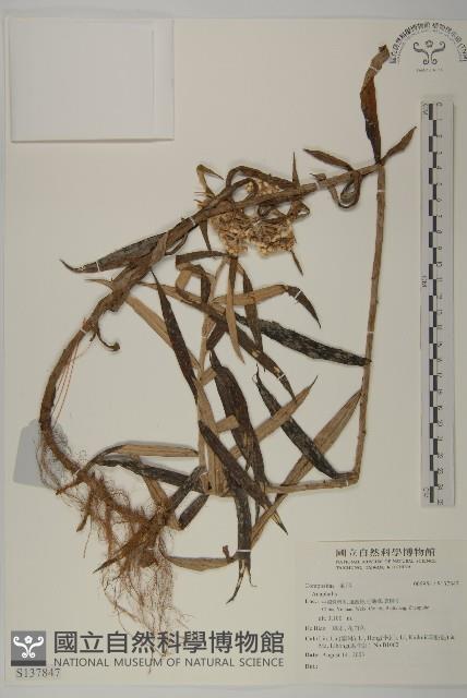 登錄號:S137847藏品圖，第1張