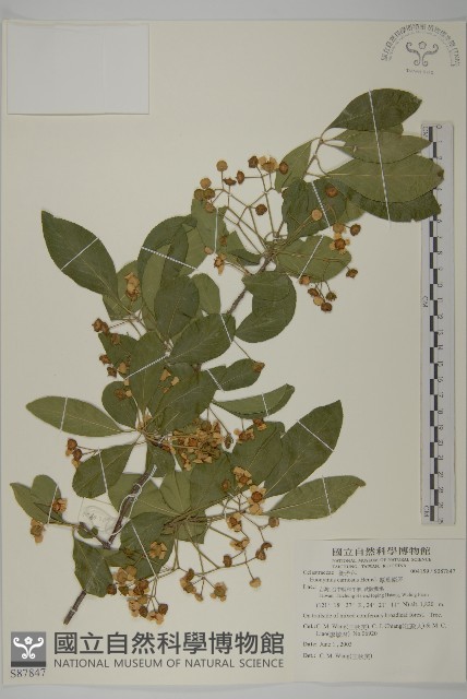 厚葉衛矛, 源一木藏品圖，第1張