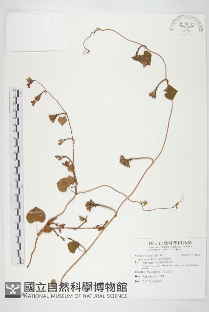 紅花野牽牛藏品圖，第1張