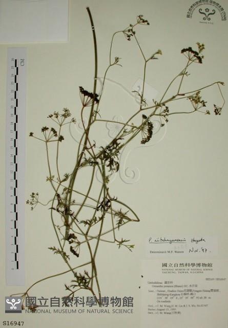 玉山茴香藏品圖，第1張