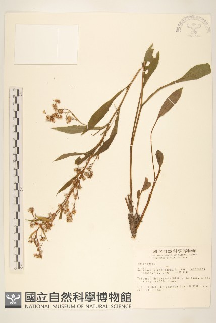 一枝黃花藏品圖，第1張