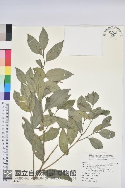 交力坪鐵色藏品圖，第1張