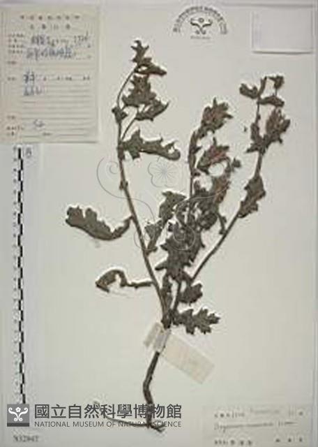 薊罌粟藏品圖，第1張