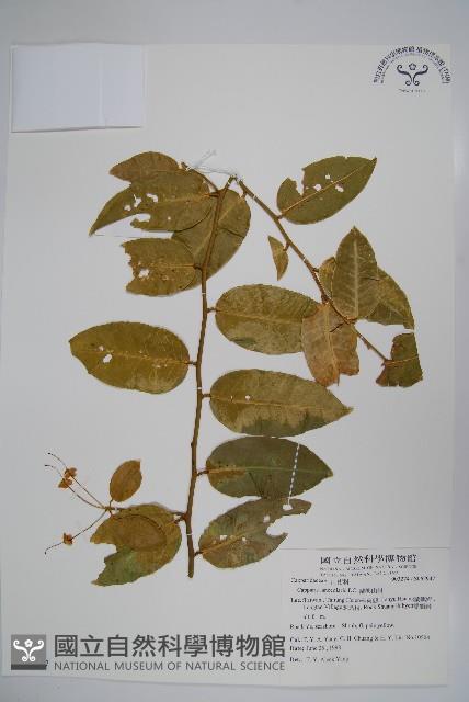 蘭嶼山柑藏品圖，第1張