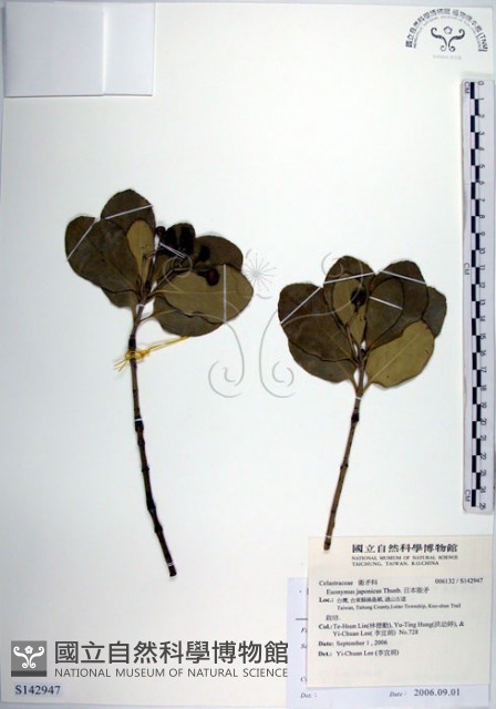 日本衛矛, 大葉黃楊藏品圖，第1張