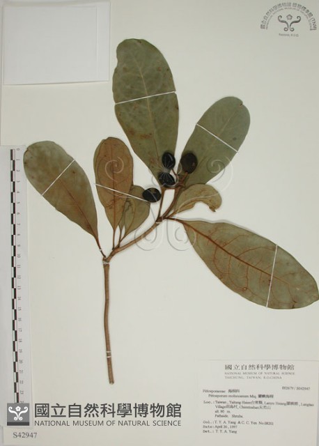 蘭嶼海桐藏品圖，第1張