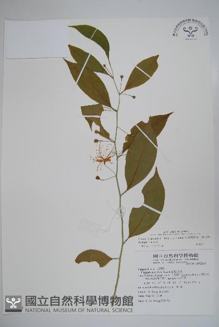 毛瓣蝴蝶木藏品圖，第1張