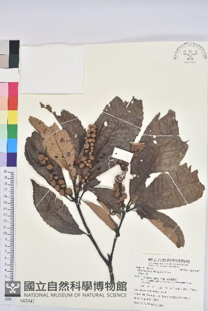 厚鱗石櫟藏品圖，第1張