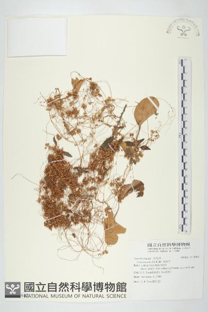 菟絲子藏品圖，第1張