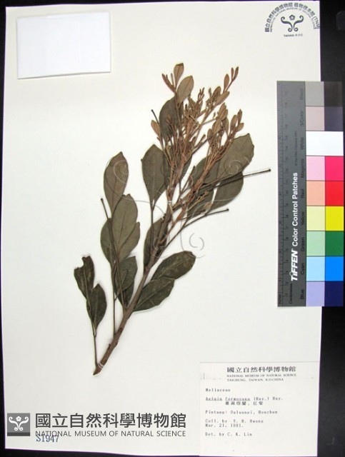 紅柴藏品圖，第1張