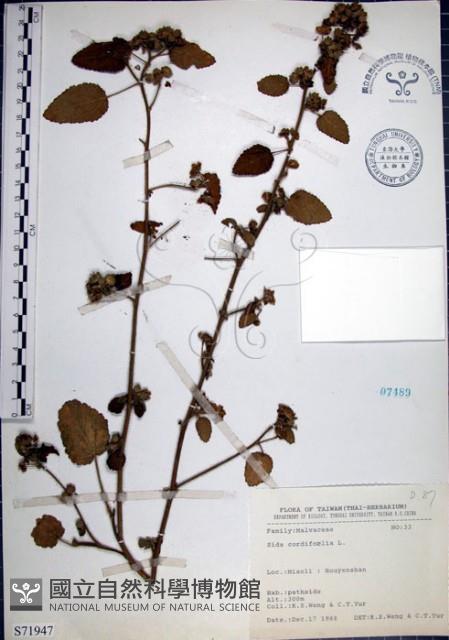 圓葉金午時花藏品圖，第1張