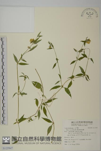 狗筋蔓藏品圖，第1張