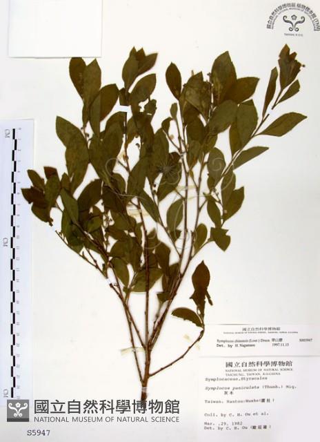 Sapphire berry sweet leaf Collection Image