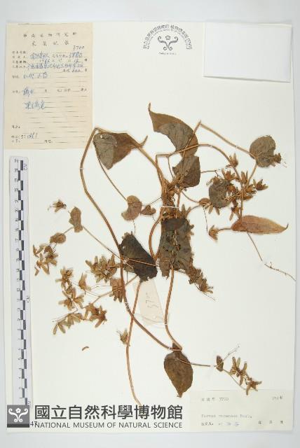 飛蛾藤藏品圖，第1張