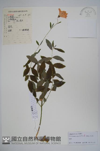 桔梗藏品圖，第1張