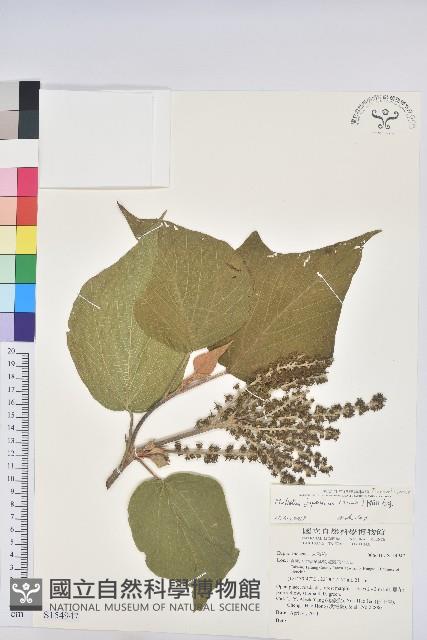 野桐藏品圖，第1張