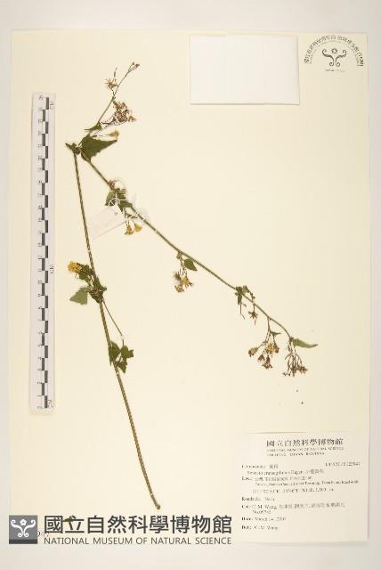 小蔓黃苑藏品圖，第1張