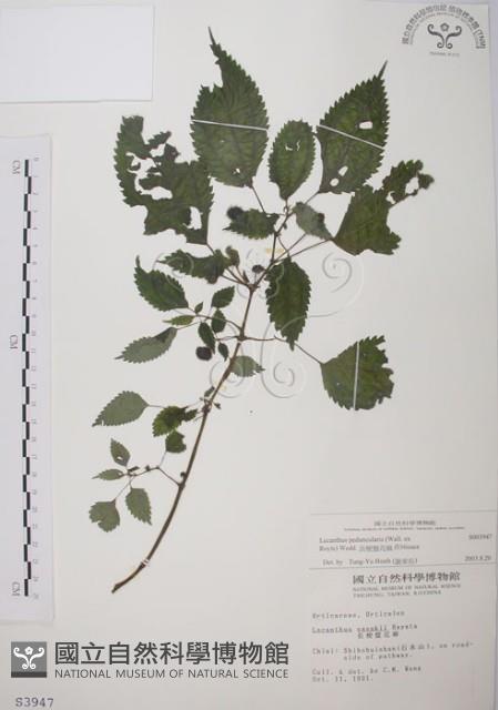 長梗盤花麻藏品圖，第1張